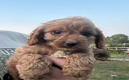 Cockapoo dogs for sale: Cockapoo Puppies Health Guarantee Licensed breeder - Image 2