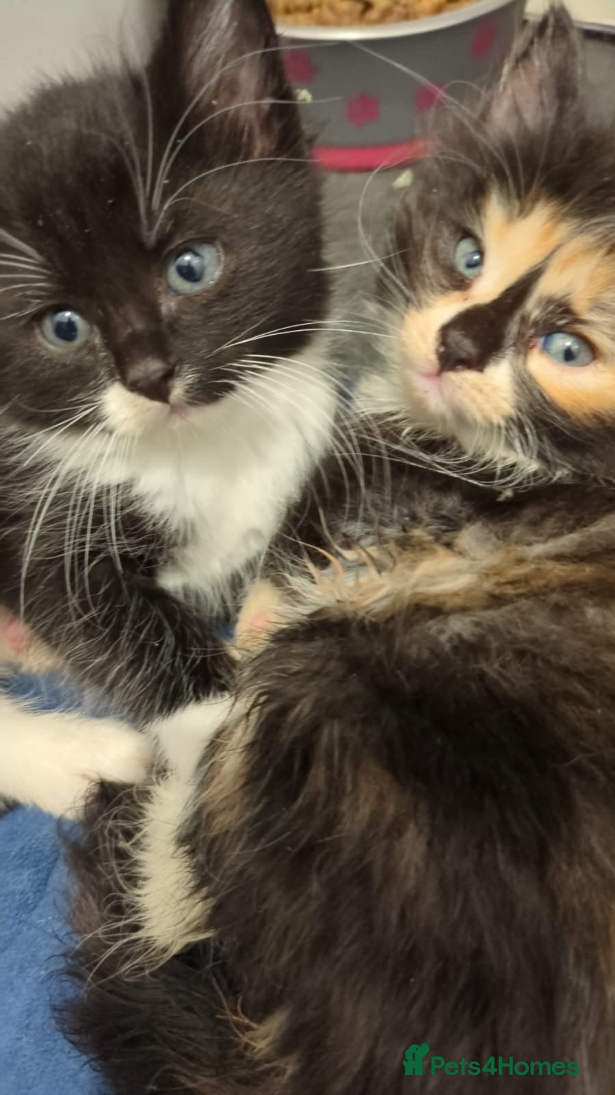 Mixed Breed cats Fluffy kittens for sale  - Advert 5