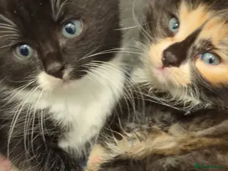 Mixed Breed cats Fluffy kittens for sale - Advert 5