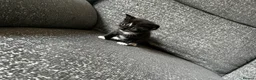 Mixed Breed cats for sale: 3 male kittens for sale  - Advert 15