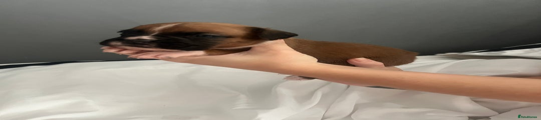 Boxer Puppy 4