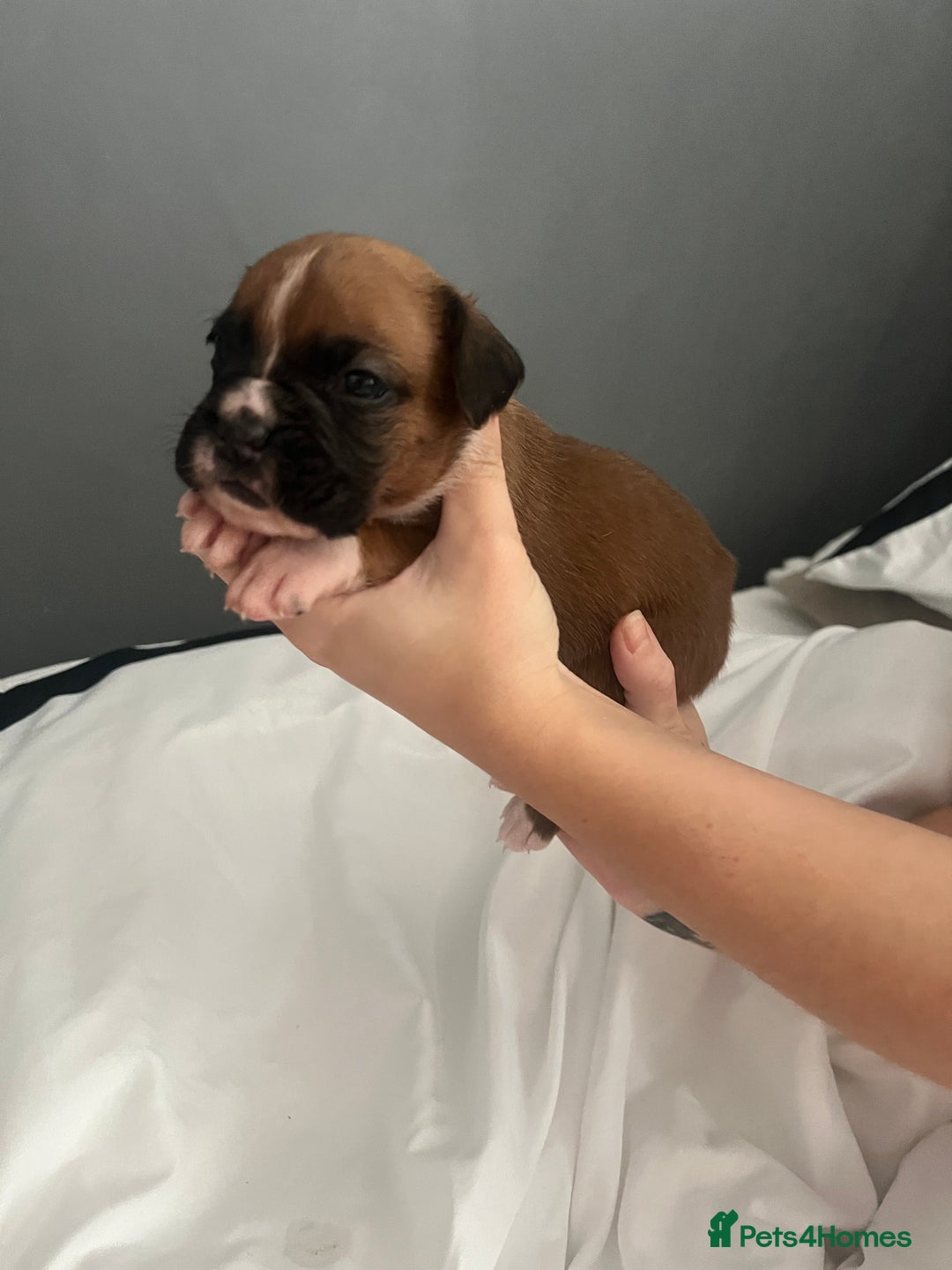 Boxer dogs for sale: BOXER PUPPIES FOR SALE!! - Image 4