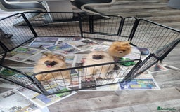 Pomeranian dogs for sale: Adorable Pomeraniums  in Bolton - Image 4
