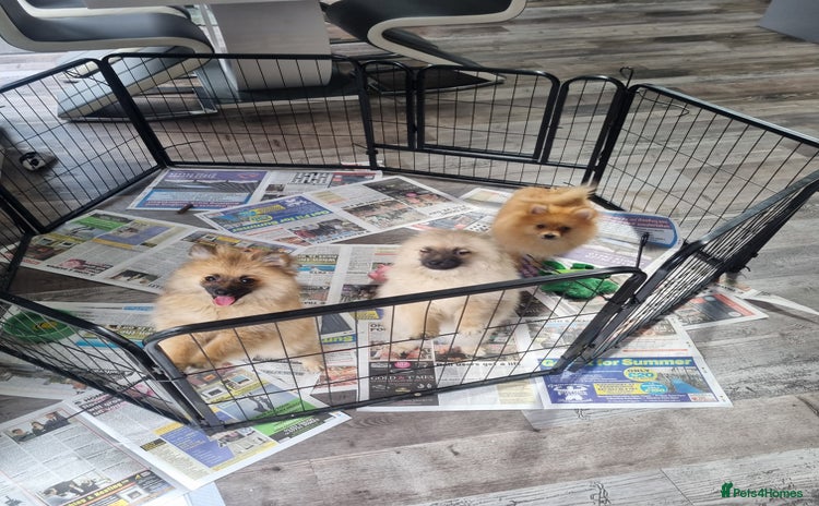 Pomeranian dogs in Bolton - Advert 2