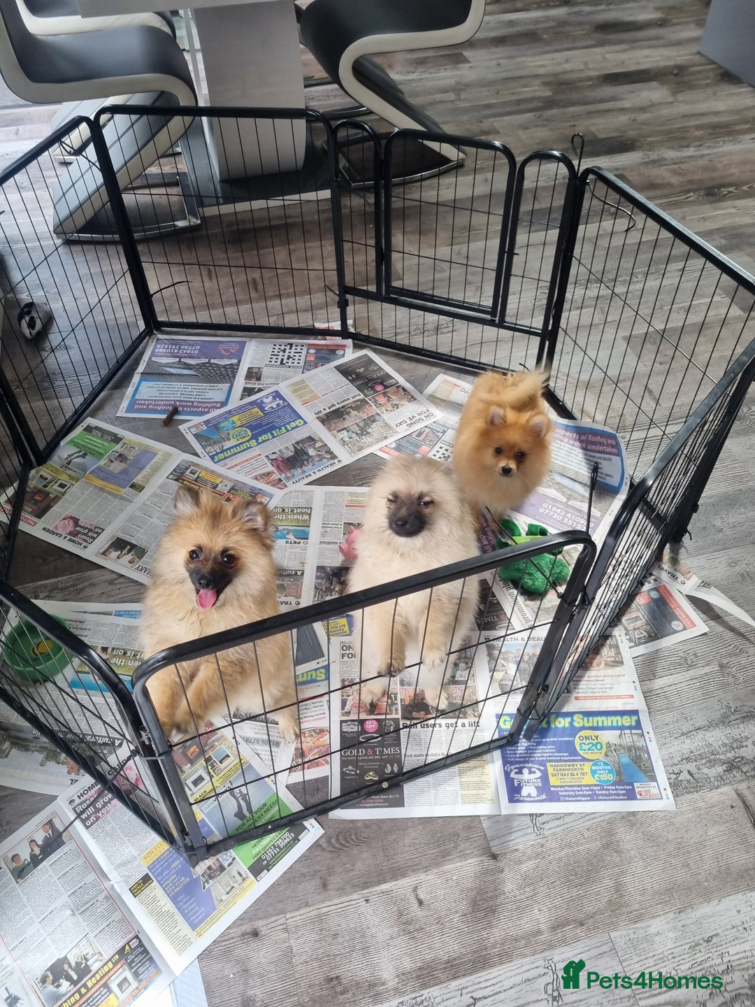 Pomeranian dogs for sale: Adorable Pomeraniums  in Bolton - Image 4