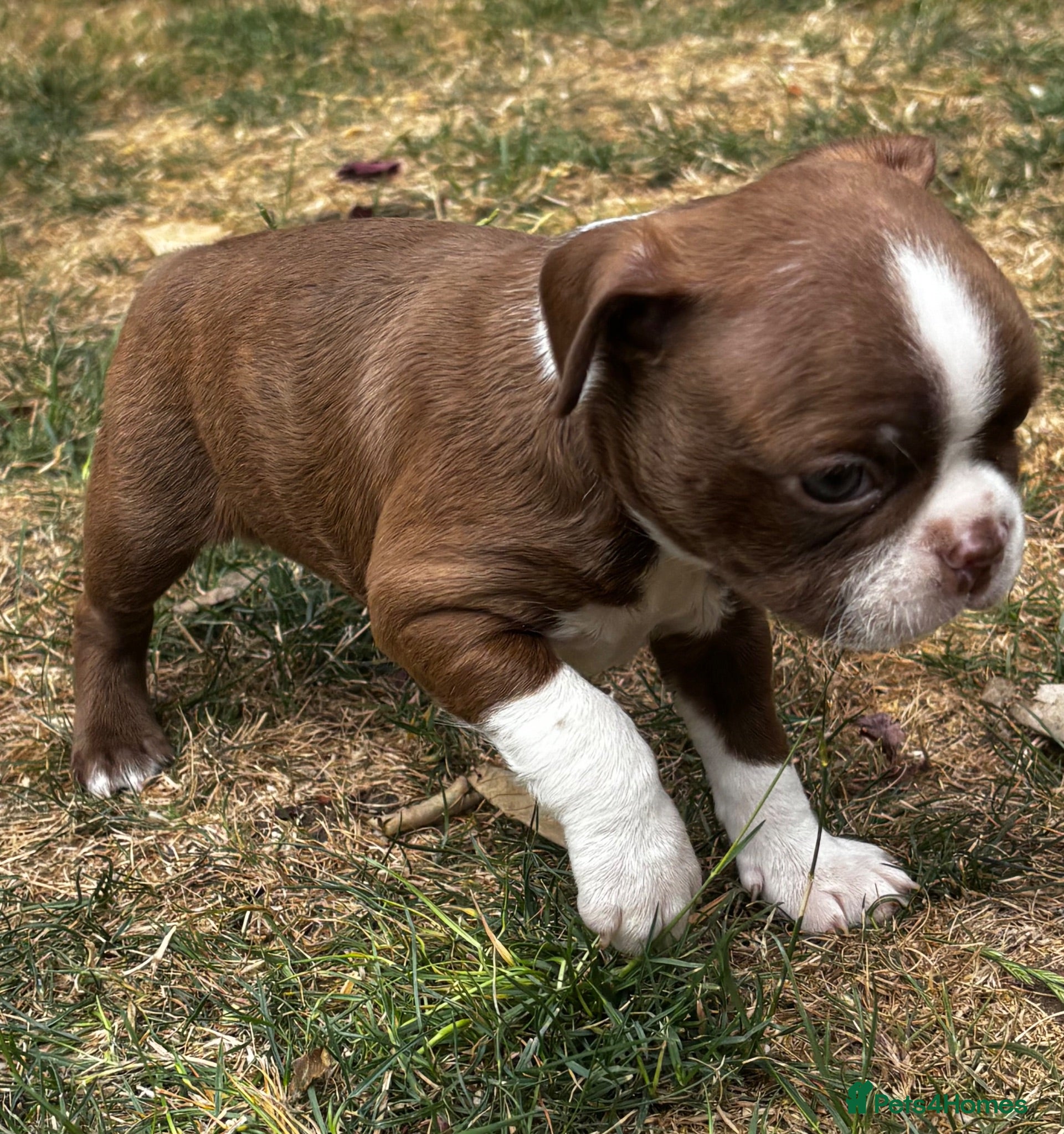 Boston Terrier dogs Stunning litter of Boston terrier puppies  - Advert 1