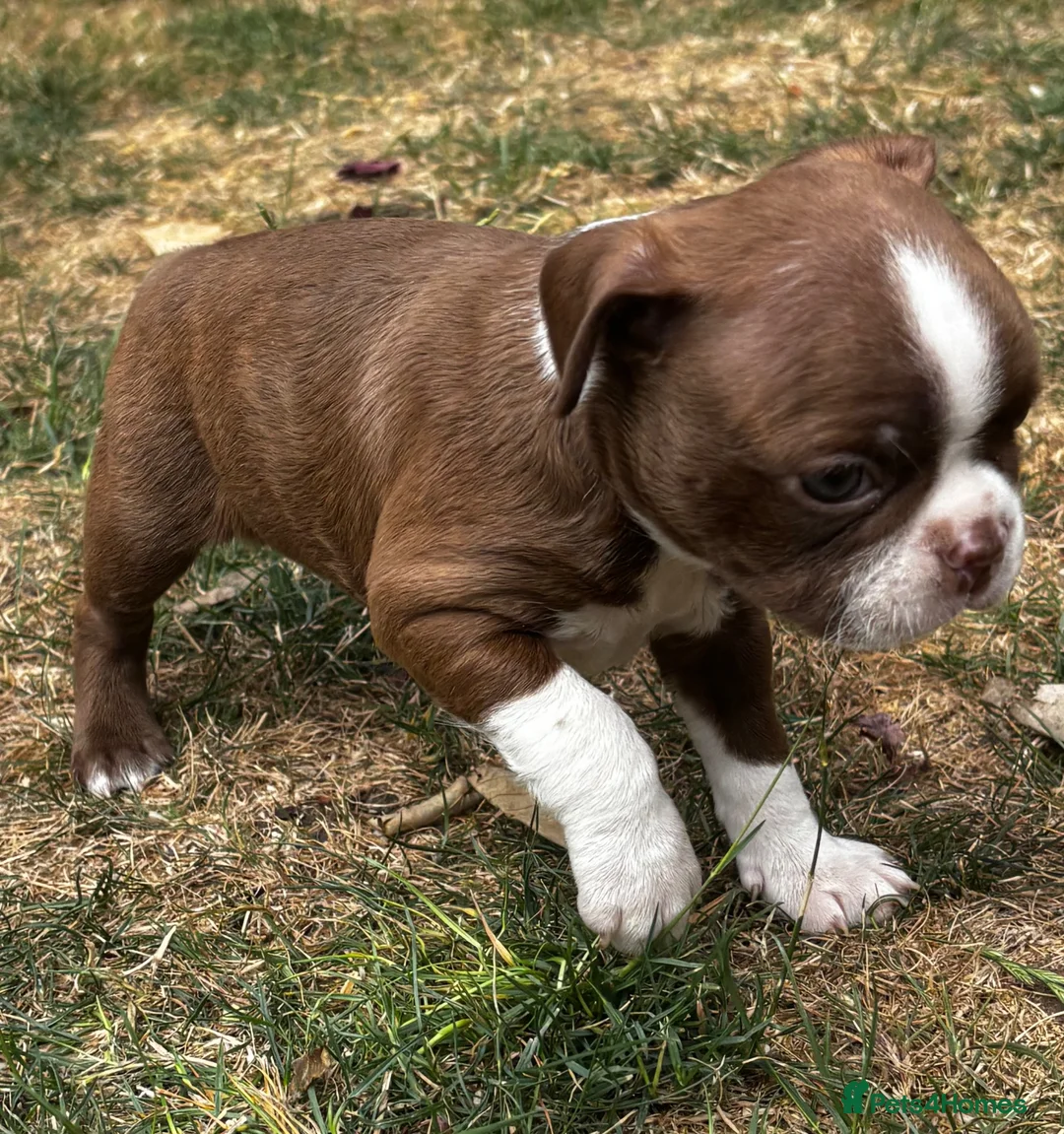 Boston Terrier dogs for sale: Stunning litter of Boston terrier puppies  - Advert 1