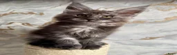 Maine Coon cats for sale: Stunning Maine Coon Kittens TICA Registered - Advert 8