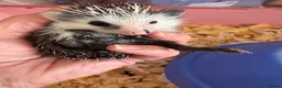 Pygmy Hedgehog rodents for sale: Baby hoglets ready now! Very friendly  - Advert 7