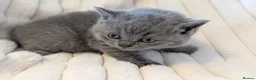 British Shorthair cats for sale: ❤️❤️Stunning GCCF Beautiful BSH kittens ❤️❤️  - Advert 31