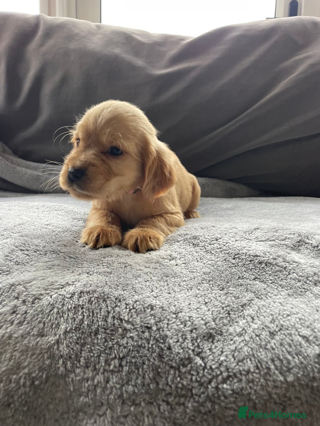 Cocker Spaniel dogs for sale: Cocker spaniel puppies  - Advert 9