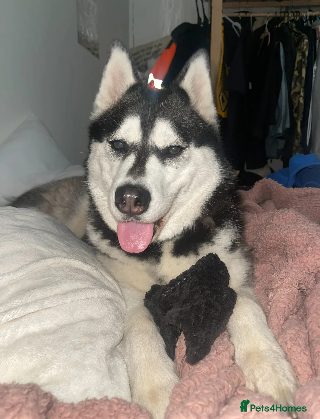 Siberian Husky dogs for sale: Siberian husky  - Advert 5