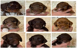 Cockapoo dogs for sale: Beautiful Merle cockapoo puppies ready 19th August - Image 1