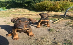Mixed Breed dogs for sale: *ONLY 2 LEFT* Stunning Doberman/Shepheard PUPPIES - Image 6