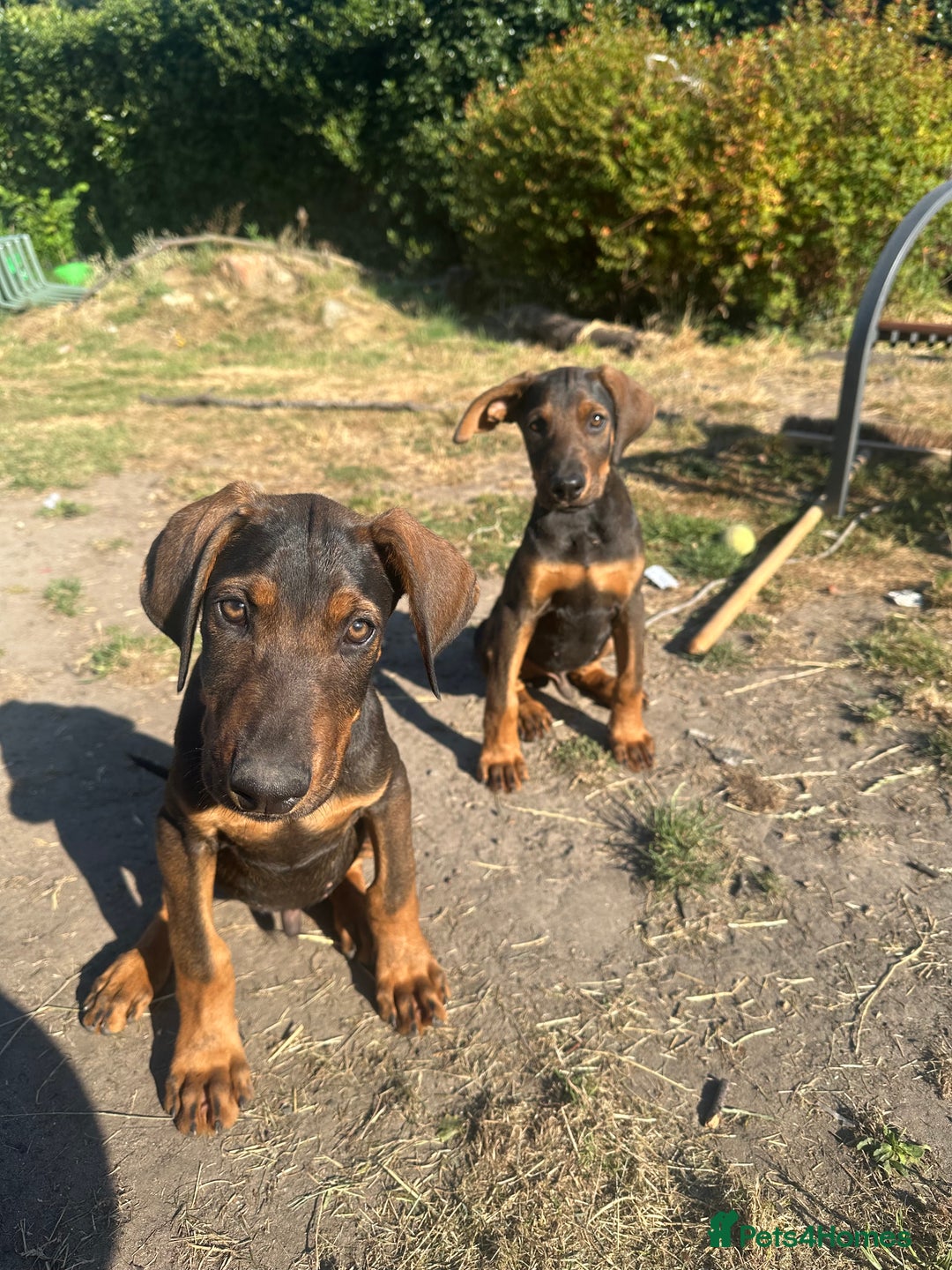 Mixed Breed dogs for sale: *ONLY 2 LEFT* Stunning Doberman/Shepheard PUPPIES - Image 6