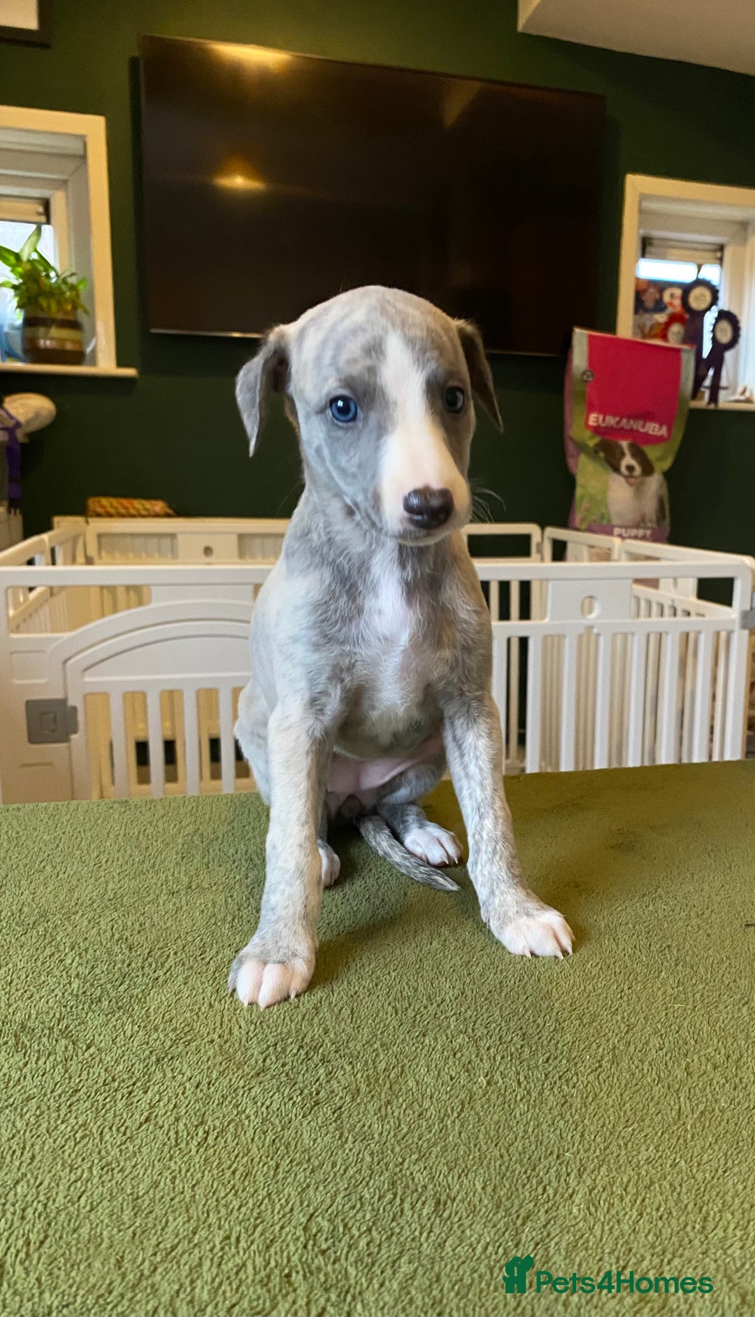 Whippet dogs for sale: 🐾✨ Exceptional Brindle Whippet Puppies✨🐾 - Advert 14