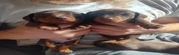 Miniature Dachshund dogs for sale: KC Miniature Dachshund Puppies for sale - Advert 10