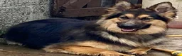 German Shepherd dogs for sale: KC Registered Longcoat German Shepherd pups  - Advert 1
