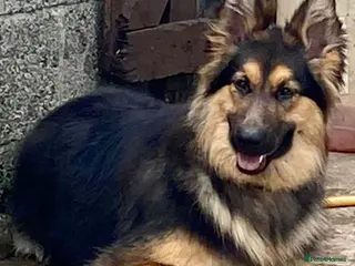 German Shepherd dogs KC Registered Longcoat German Shepherd pups - Advert 1