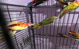 Parakeets birds for sale: Rosellas male and female  - Advert 2