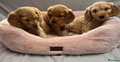 Cocker Spaniel dogs - Advert 11