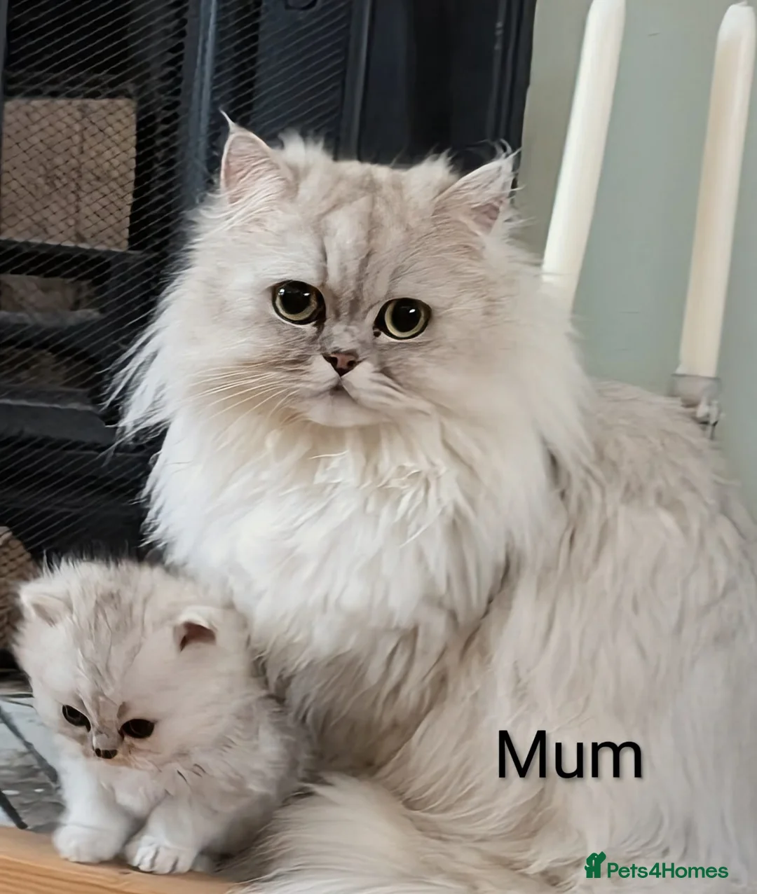 Persian cats for sale: ✨ Beautiful Persian Kittens for Sale ✨ - Advert 1
