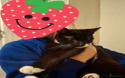 Domestic Shorthair cats for sale: Brother and sister cats - Image 2