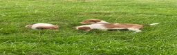 Welsh Collie dogs for sale: Welsh sheepdog puppies for sale  - Advert 7