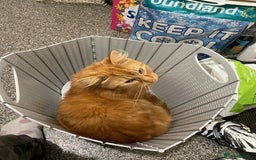 Mixed Breed cats for sale: Simba 💙  - Image 2