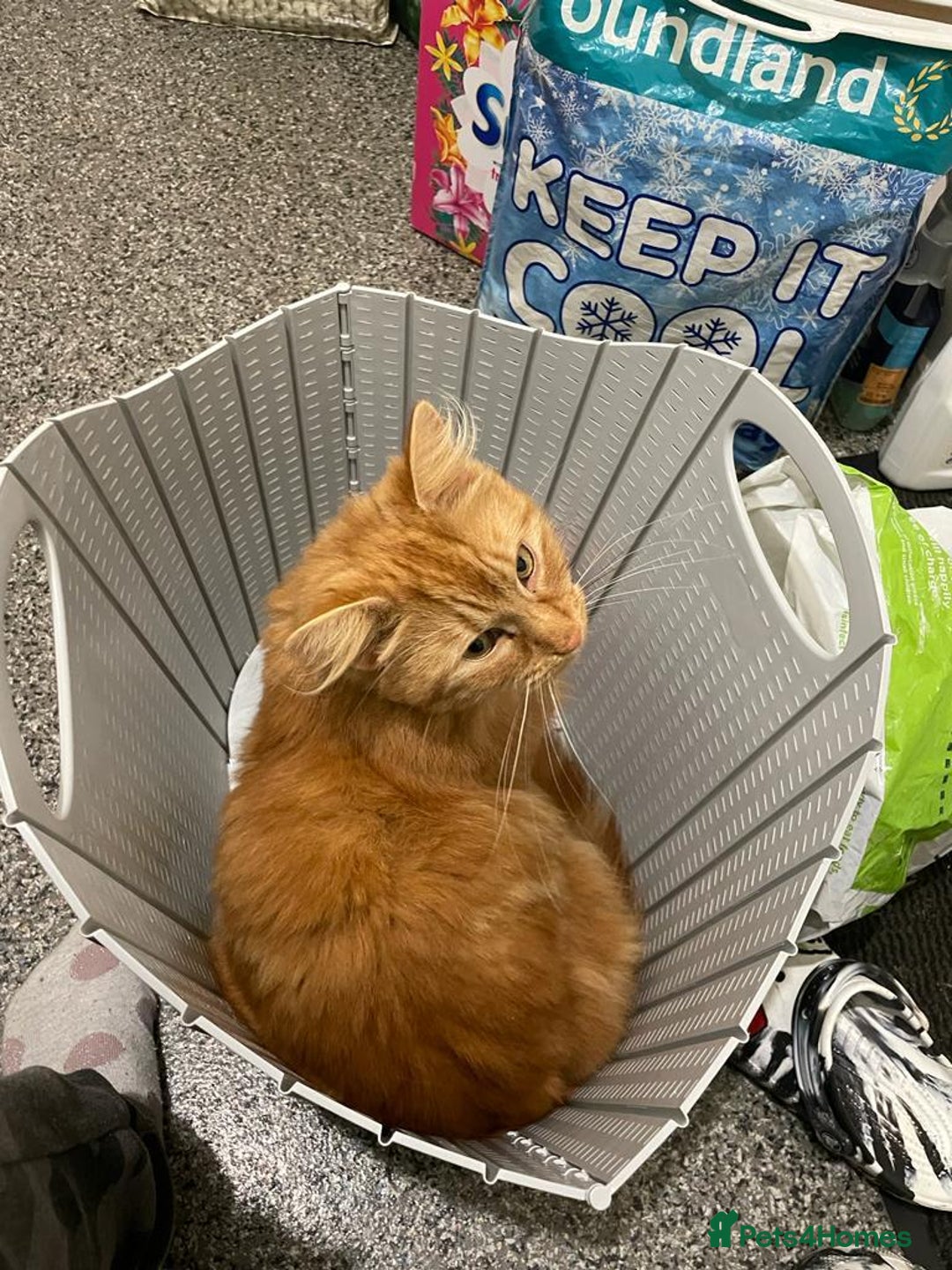 Mixed Breed cats for sale: Simba 💙  - Image 2