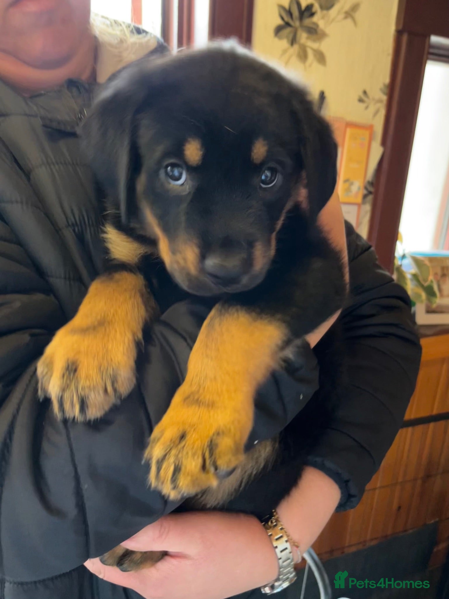 Mixed Breed dogs Rottweiler Doberman mix - 8 weeks Monday!! - Advert 1