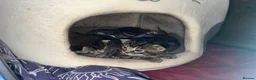 Mixed Breed cats for sale: 4 Bengal mix kittens in Hastings - Advert 6