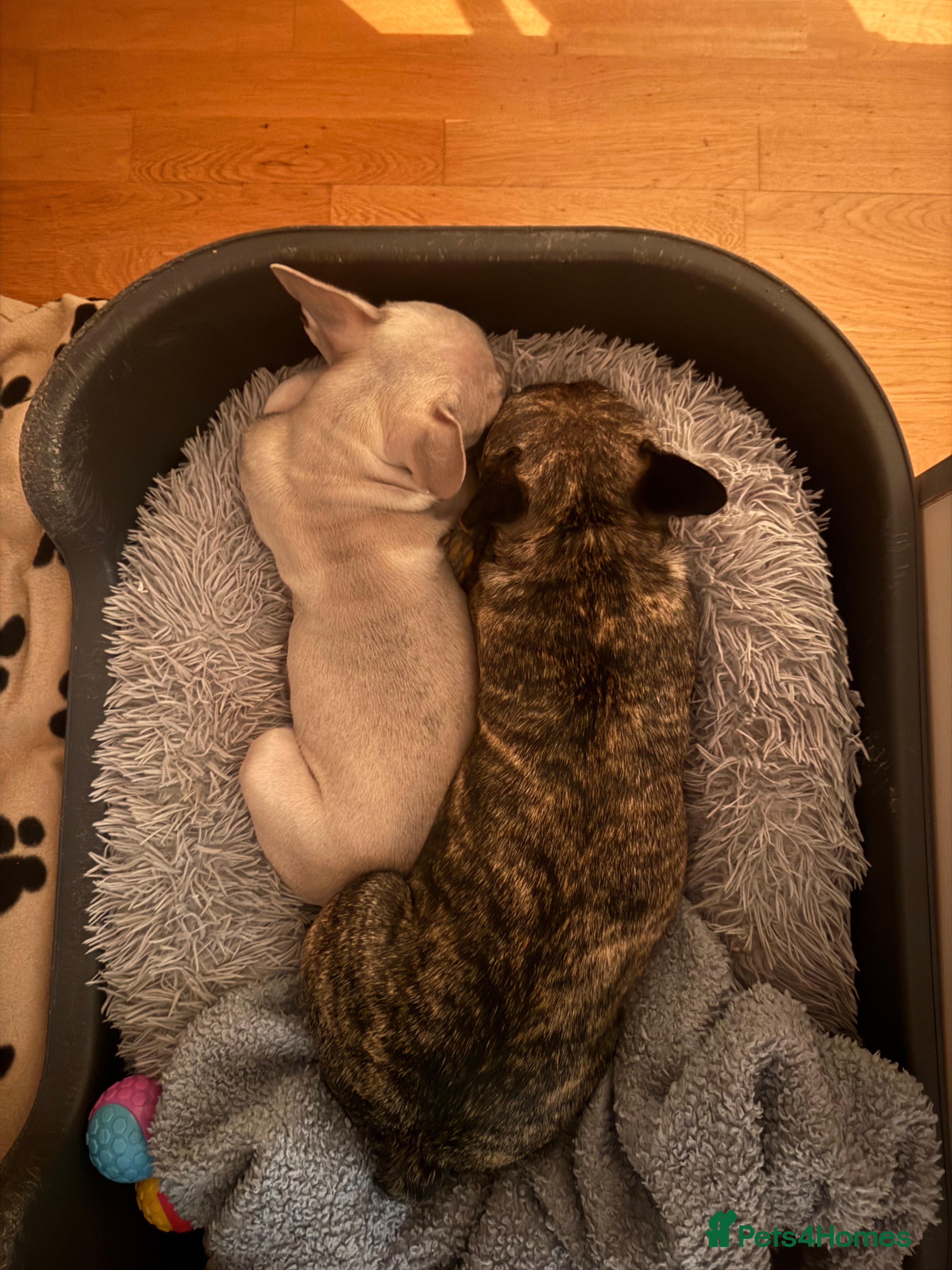 French Bulldog dogs KC French Bulldog Boys – Fully Vaccinated - Advert 2