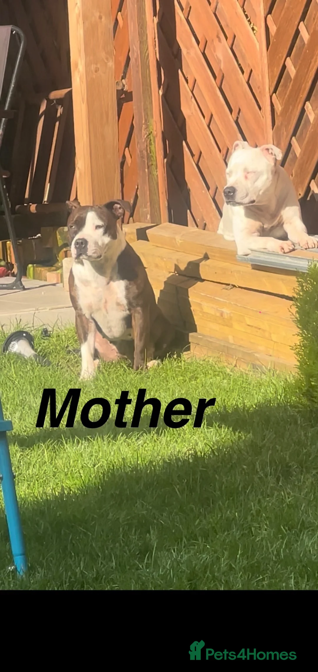 Staffordshire Bull Terrier dogs for sale: Staffordshire Bull Terrier Puppies – 1 Boy&4 Girls - Advert 1