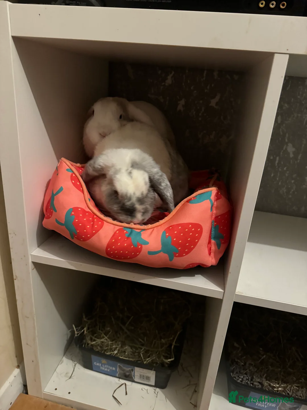 English Lop rabbits for sale: Male and female bonded pair urgent home needed  - Advert 4