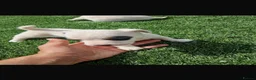Jack Russell dogs for sale: Beautiful jack Russell puppies  in Reading - Advert 9