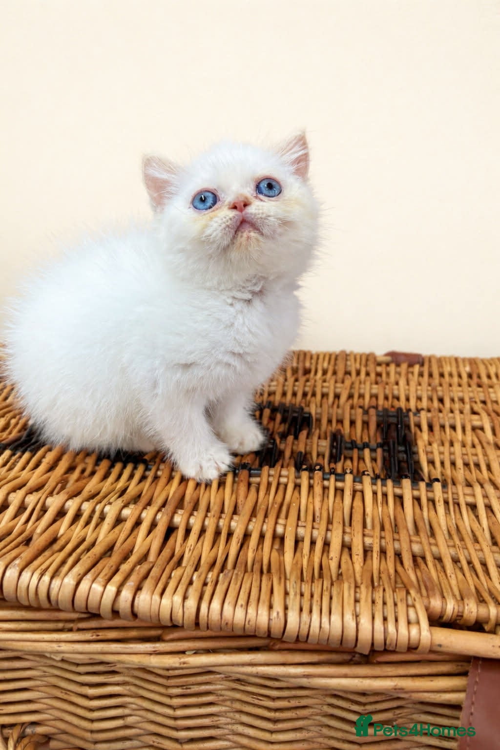 Exotic cats EXOTIC FLAME PONIT MALE BEAUTIFUL BOY READY TO GO  - Advert 12