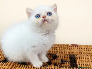 Exotic cats EXOTIC FLAME PONIT MALE BEAUTIFUL BOY READY TO GO - Advert 12
