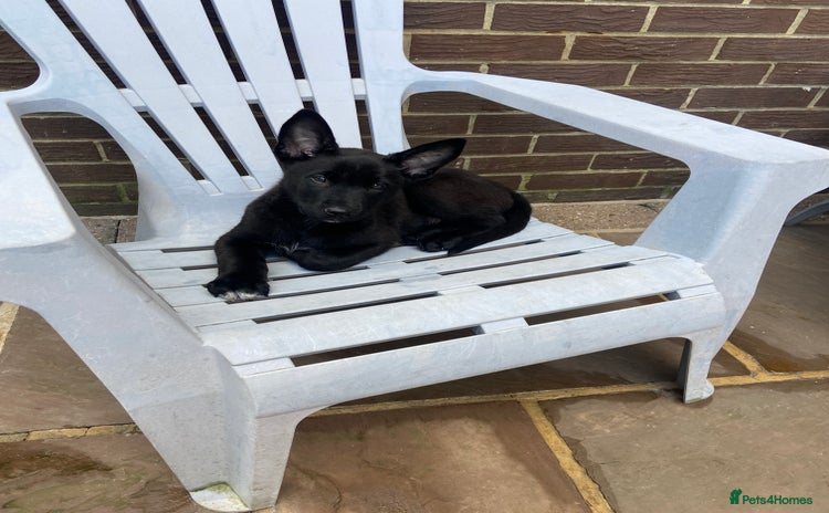 Belgian Shepherd Dog dogs in Wingate - Advert 2