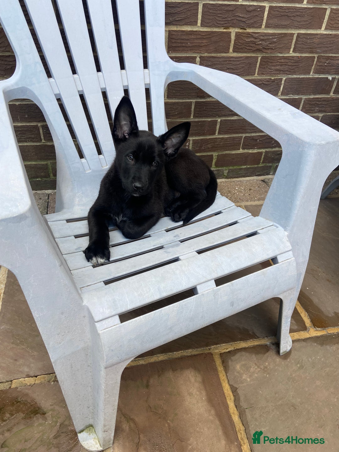 Belgian Shepherd Dog dogs for sale: Malinois x Dutch herder ready to collect !  in Wingate - Image 3