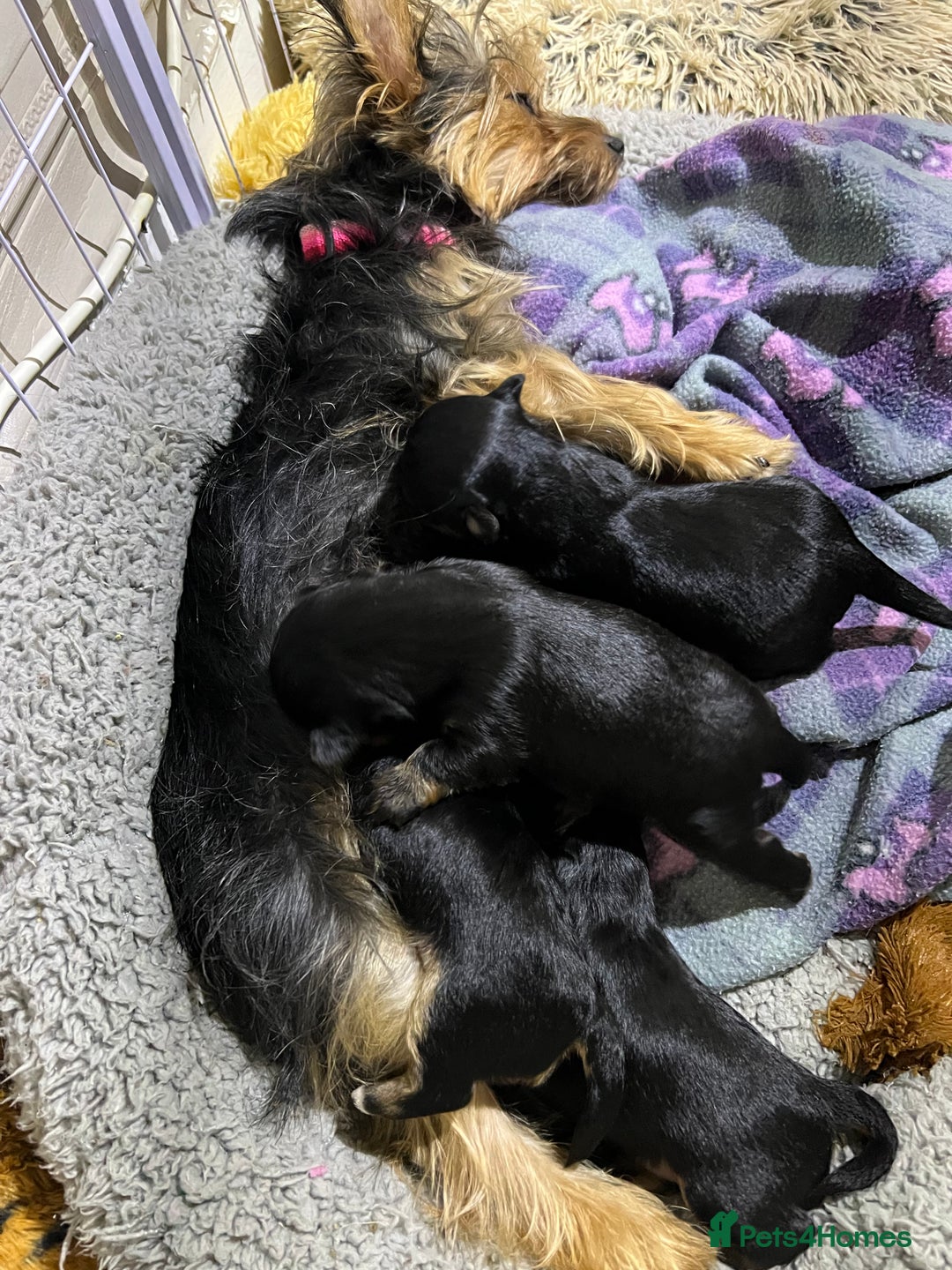 Mixed Breed dogs for sale: Yorker x biewer - Advert 1