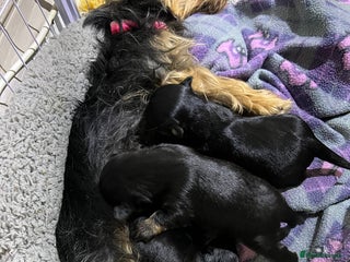 Mixed Breed dogs Yorker x biewer - Advert 1