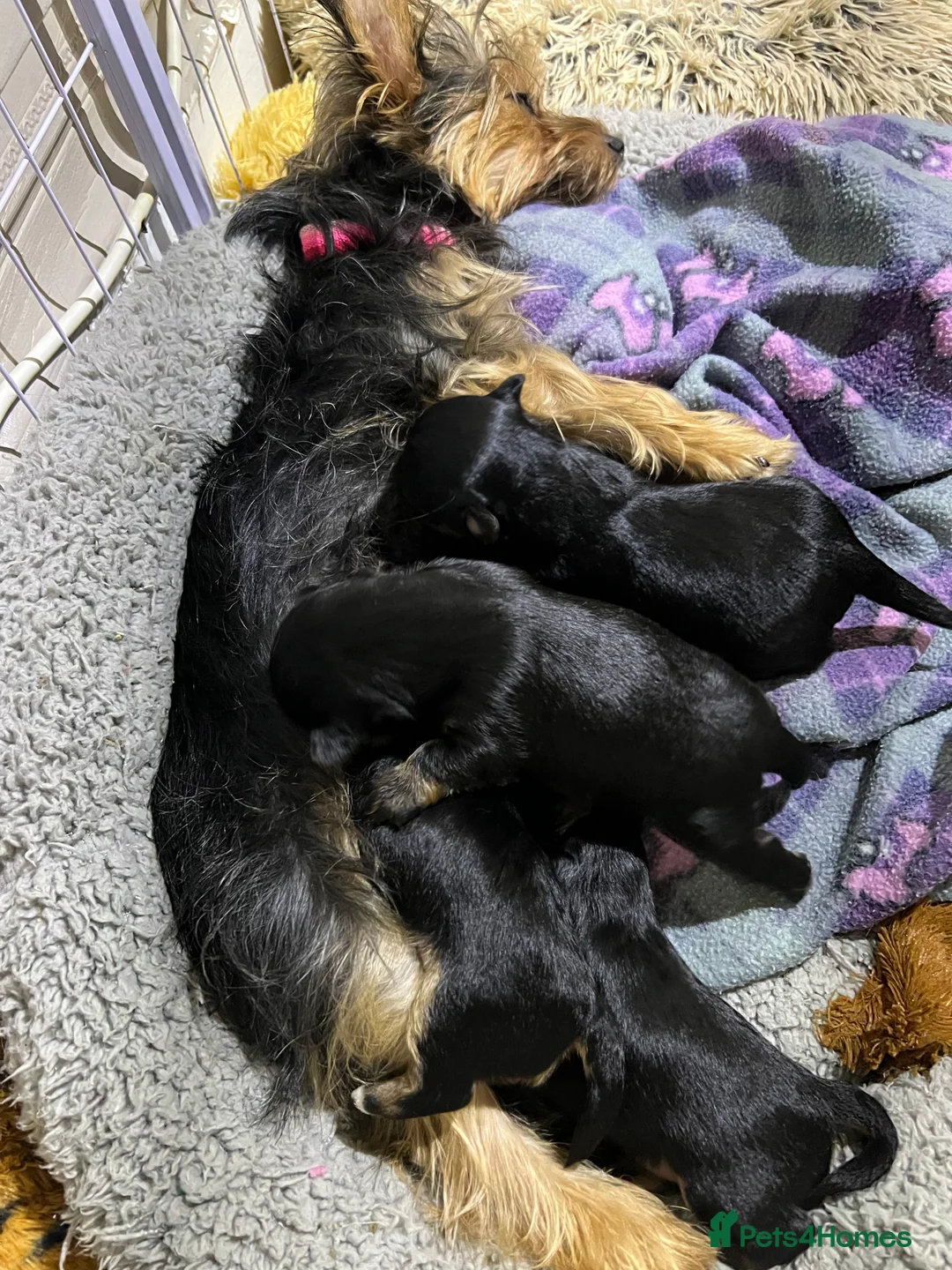 Mixed Breed dogs for sale: Yorker x biewer - Advert 1