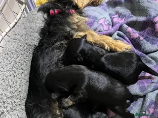 Mixed Breed dogs Yorker x biewer - Advert 14