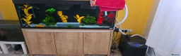 Axolotl reptiles for sale: Axolotl and full set up(including chiller) - Advert 3