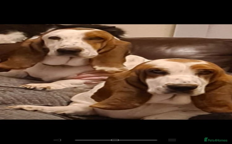 Basset Hound dogs - Advert 1