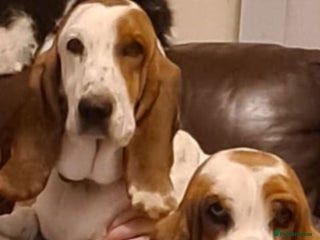 Basset Hound dogs - Advert 1