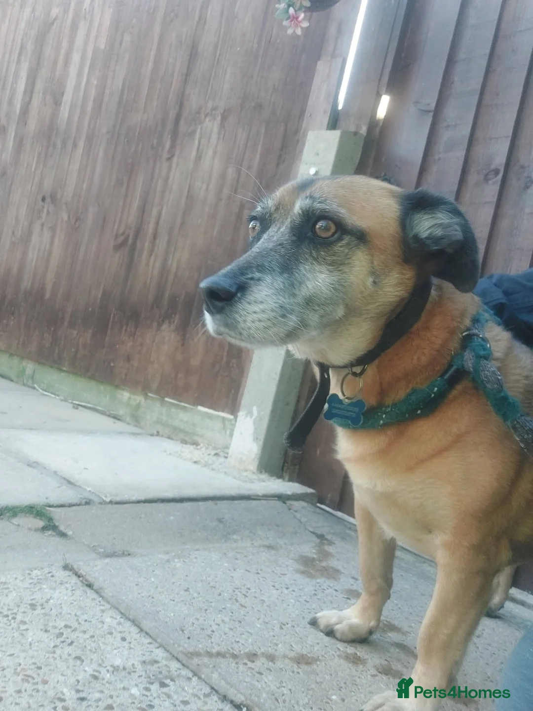 Mixed Breed dogs for adoption: Meet Archie, currently residing in East Sussex - Advert 12