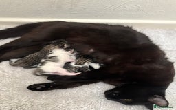 Mixed Breed cats for sale: 5 newborn kittens available - beautiful markings - Image 5