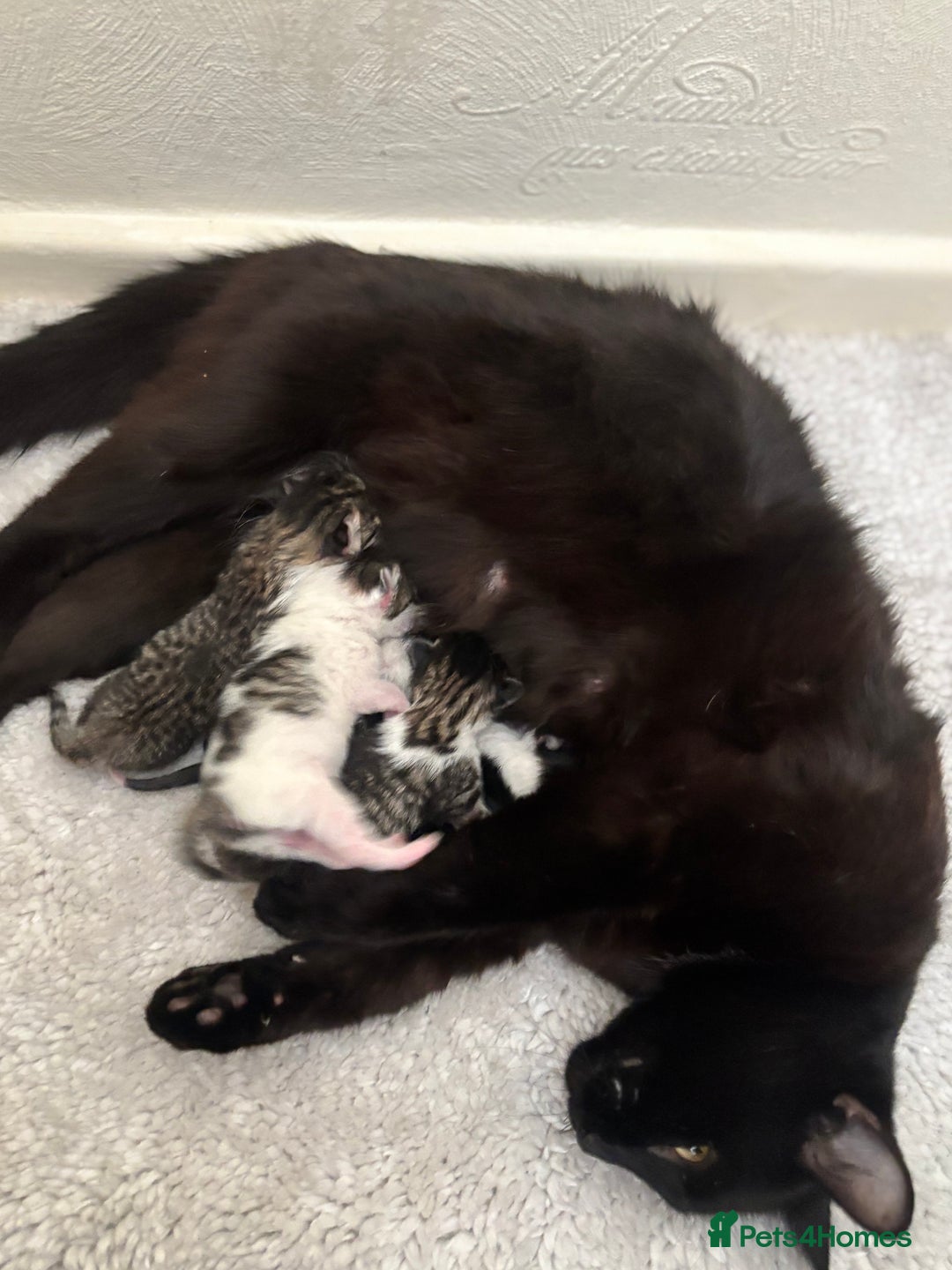 Mixed Breed cats for sale: 5 newborn kittens available - beautiful markings - Image 5